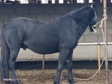 кролик цена: Продаю | Жеребец | Рабочий — 2