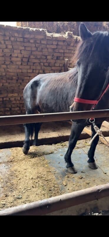 продаю доберман: Продаю | Кобыла (самка) | На забой | Племенные — 2