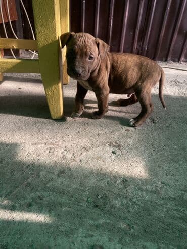 животные в добрые руки: Амстафф, 2 месяца, Самка, С прививкой — 2