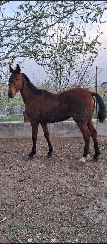 конь жеребец: Продаю | Кобыла (самка), Жеребенок | Полукровка | Для разведения, Конный спорт | Племенные — 2