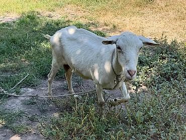 шиншила животное: Продаю | Коза (самка) — 1