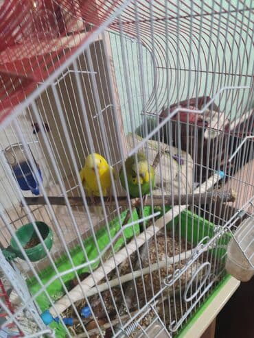 брокерское объединение феникс бишкек: Волнистые попугаи Пара самец самка 9месяцев писать реальным — 17