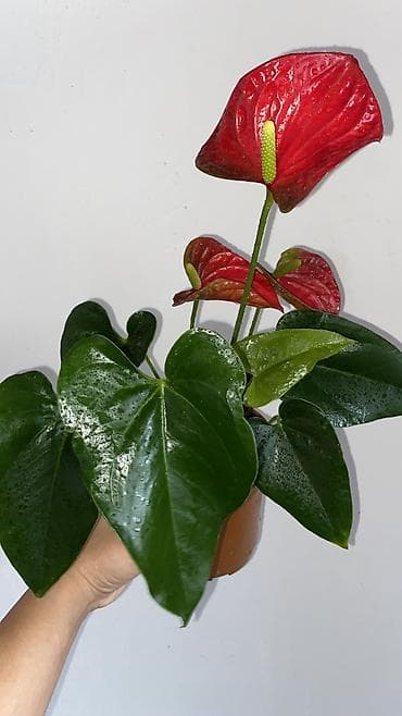 цветущие: Антуриум (Anthurium andreanum) в горшке. - Компактный куст с крупными — 3