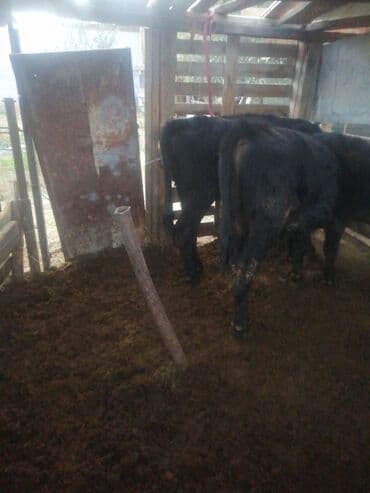 Ветеринар кызматы: Сатам | Уй (ургаачы) | Сүт алуу үчүн | Байланган — 4