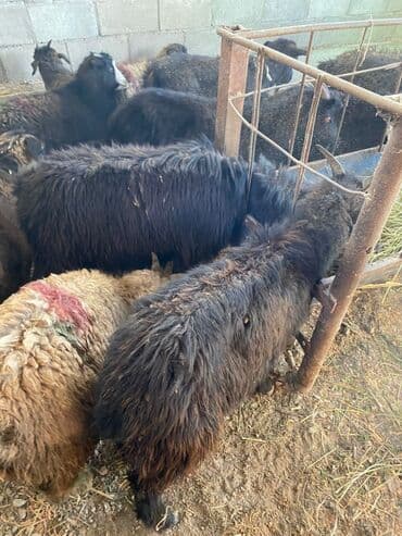 дом кошек: Продаю | Коза (самка), Козлёнок — 3