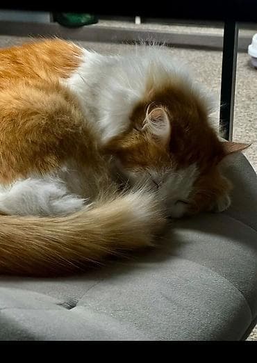 Отдам кошку в добрые руки, со всеми принадлежностями. кошка хорошая at lalafo.kg Отдам кошку в добрые руки, со всеми принадлежностями. кошка хорошая