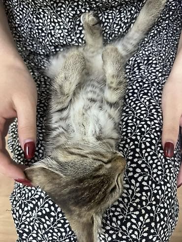 Животные: Кошка даром: Беспородная, 2 месяца, Девочка — 2