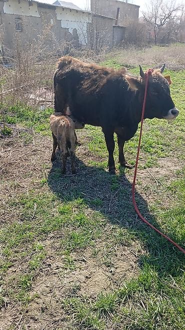 собаки токмок: Сатам | Уй (ургаачы) | Көбөйтүү үчүн | Музоологондон кийин — 1