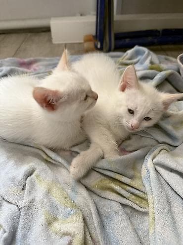 cat sofa: Белоснежные котята-близнецы - Окрас: ушки и хвостик другого цвета — 1