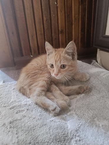 Отдадим в добрые руки игривых, прекрасных котят. Им 3 месяца, едят — 4
