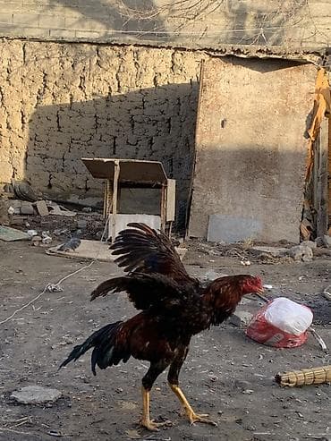 продаю петухов: Продаю | Петух | Бойцовая | Для разведения — 8