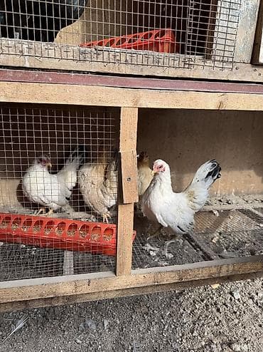 клетка птиц: Продам 2 клетки для птиц — 3