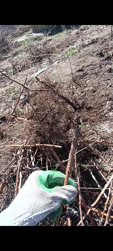 диван для кухни бишкек: Саженцы малины сорт полька чистый! штук 15 сом ! Сокулук — 1