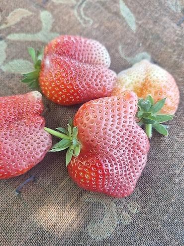 клубника 1 кг цена бишкек: Альбион клубника 🍓 сатылат 1кг 300сом
адрес: Тунгучта (Рухий-Мурас-2) — 6