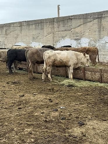 телята торпок: Продаю | Бык (самец) | Полукровка | На откорм — 2