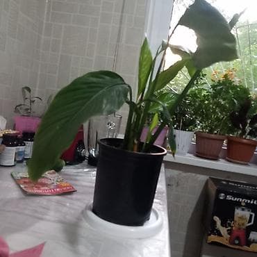 Спатифиллум (Spathiphyllum), комнатное растение в горшке. - Горшок