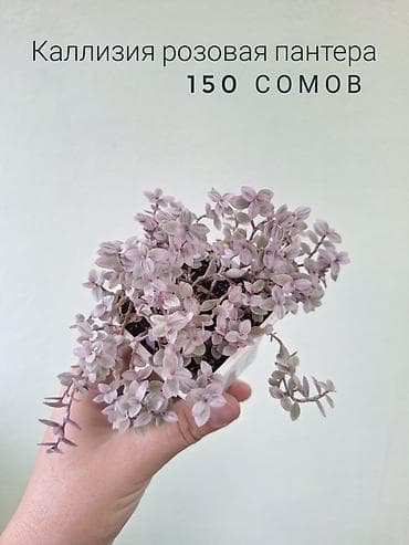 милионник: 🌿 Комнатные растения/цветы (детки/молодые растения). 🪴 Названия и цены — 5