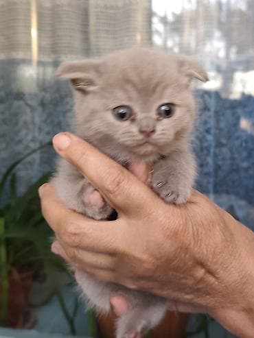 коты бишкек: Британские короткошёрстные котята - Порода: британская — 7