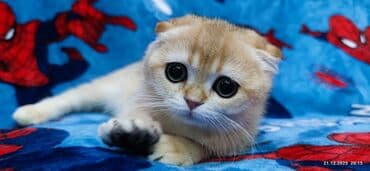 буудай сатылат: Скотиш Фолд (Шотландиялык шалпаң кулак), 3 айлык, Ургаачы, Алтын шиншилла — 10