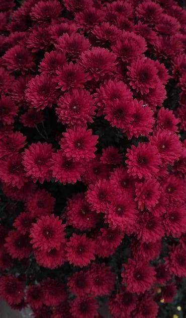 малинова: Саженцы — 4