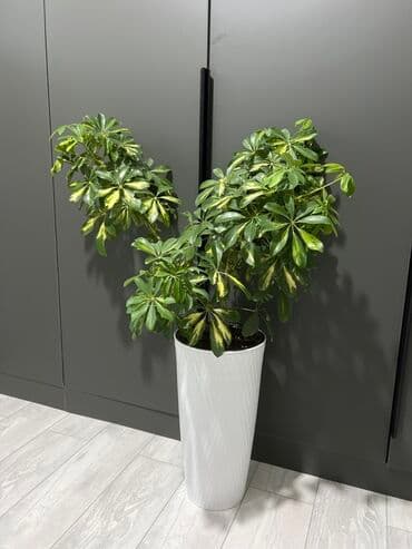 купить комнатные цветы в бишкеке: Комнатные декоративные растения в кашпо 1) Толстянка (Crassula ovata — 23