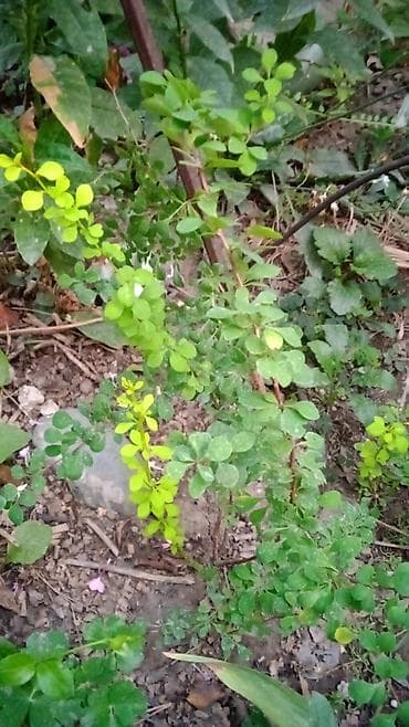 купить гибискус: Гибискус сирийский (Hibiscus syriacus) с крупными белыми цветками и — 8
