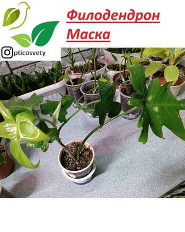полка для цветов с подсветкой: Продаю комнатные цветы в ассортименте — 5