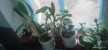 Кактустар: Комнатные суккуленты и кактусы в горшках В продаже коллекция — 5