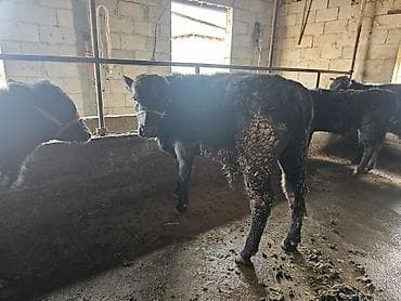 блек жем: Продаю | Бык (самец) | Абердин-ангус | На откорм | Привязанные — 7