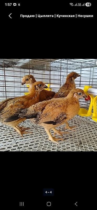 Продаю | Цыплята | Кучинская | Несушки
