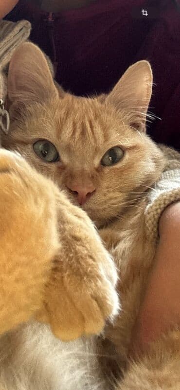 сады благочестивых: Отдам даром приученного кота в хорошие руки — 1