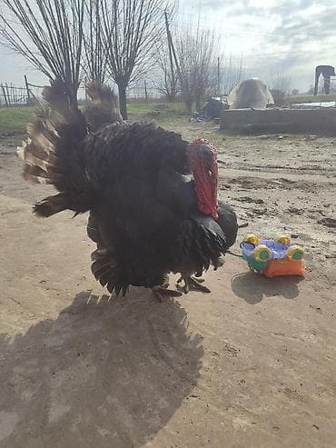 бойцовая птица: Продаю | Индюк (самец) | Для разведения | Племенные — 1