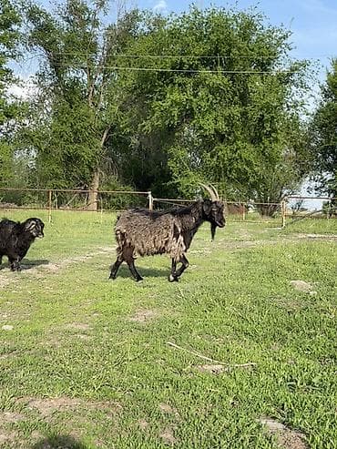 мамалак купить: Продаю | Коза (самка) — 3