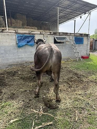 дакан цыпленок: Продаю | Бык (самец) | Племенные — 5