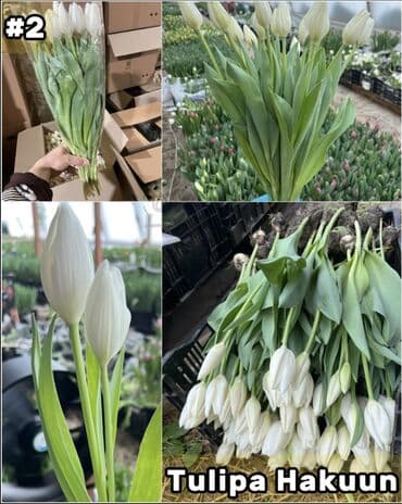 размещение рекламы: Организация мероприятий | Букеты, флористика — 3