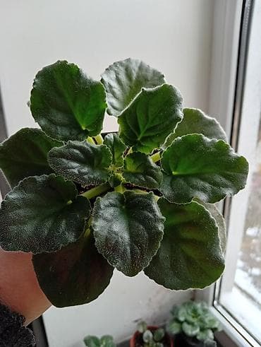 Фиалки и глоксинии: Продаю фиалки есть детки — 3