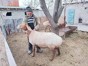 продаю животных: Продаю | Овца (самка) | Для разведения | Матка — 2