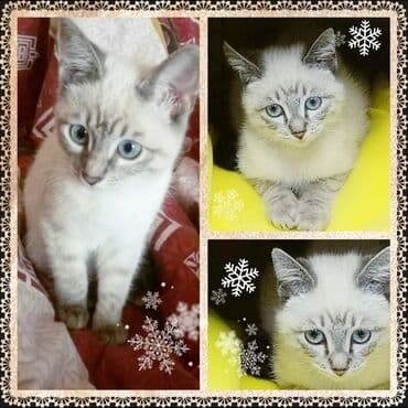 возьму кошку в добрые руки: Тайская, 2 месяца, Мальчик, Серебристая шиншилла, Приучена к лотку — 1