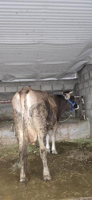 Аквариумдар: Сатам | Уй (ургаачы) | Көбөйтүү үчүн | Байланган — 6