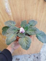 мебельный сейф: Кактусы — 6