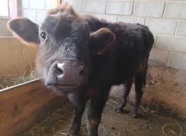 продам сельхоз животных: Сатам | Кунаажын, Музоо | Бордоп семиртүү үчүн — 1