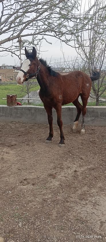 дакан белый: Продаю | Жеребенок | Конный спорт | Мерин — 2