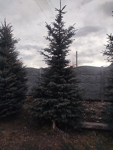 пошив верхней одежды: Саженцы деревьев: Ели — 3