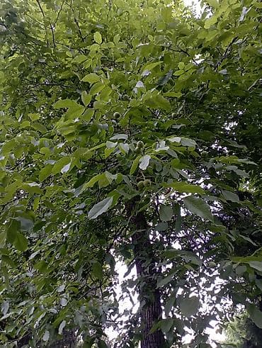 грецкие: Саженцы — 1