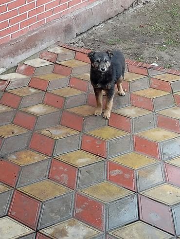 Другие животные: Мать Немецкая овчарка отличный охранник дома — 1