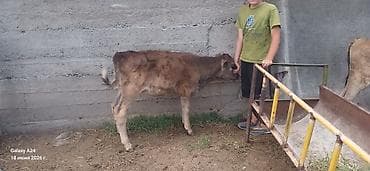 корови: Продаю | Бык (самец) | Полукровка | На откорм | Искусственник — 3