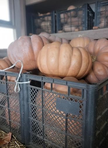 рейлы для одежды: Тыква столовая, сортовое ассорти. - Крупноплодные рифлёные тыквы и — 1