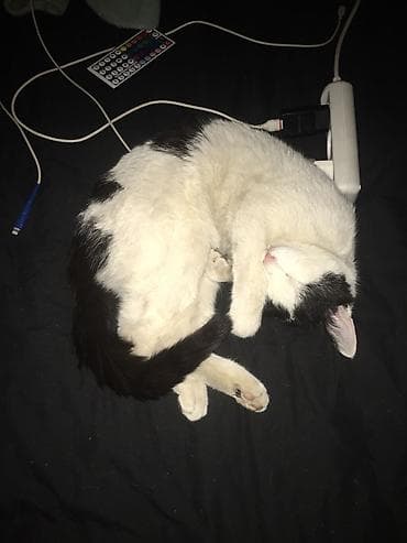 где продают собак: 1 год, Девочка — 4