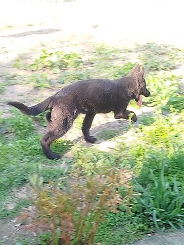 дом животные: Немецкая овчарка, 4 месяца, Самка, С прививкой — 4