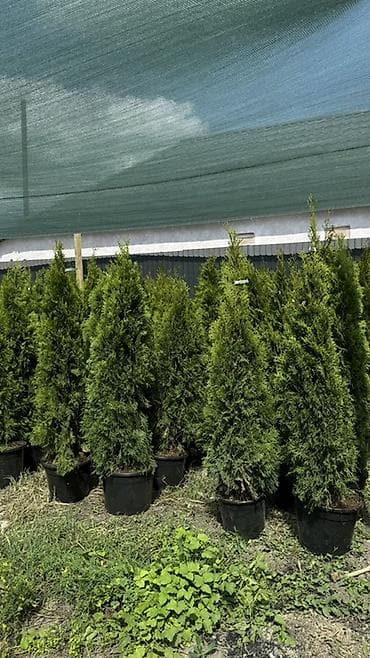 теплицы петуньи: Размеры:170/180 см 6700 сом :150/160 см 10200сом — 1